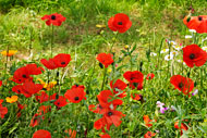 flora